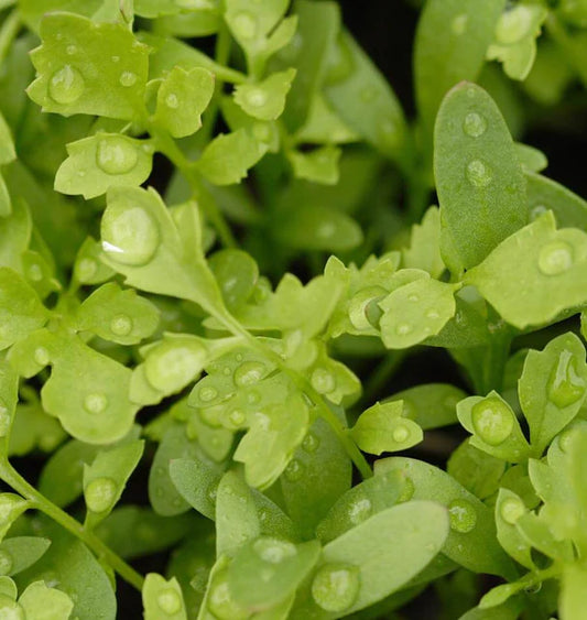 Curly Cress Peppergrass