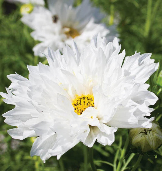 Snow Puff - Cosmo Flowers