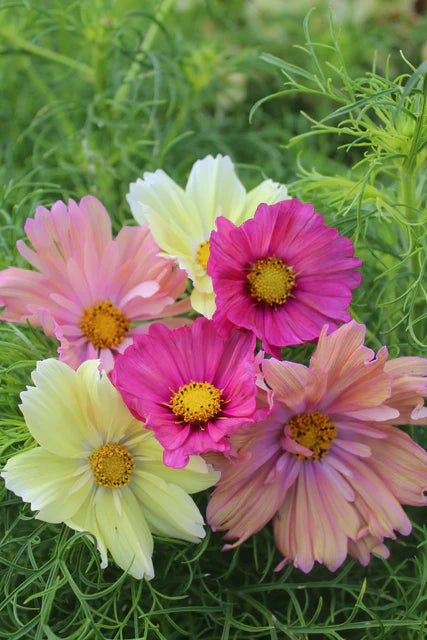 Cotton Candy Mix - Cosmo Flowers