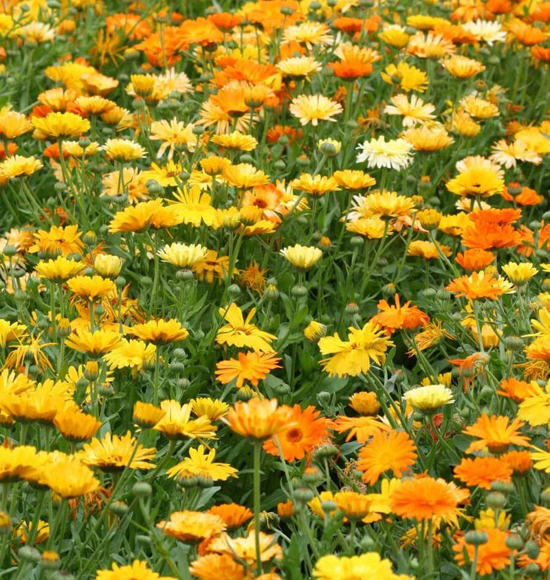 Pacific Beauty Flower Mix