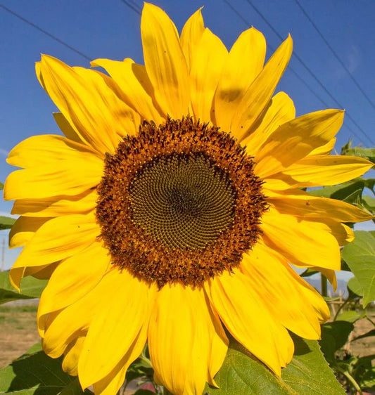 Peredovik Certified Organic - Sunflower