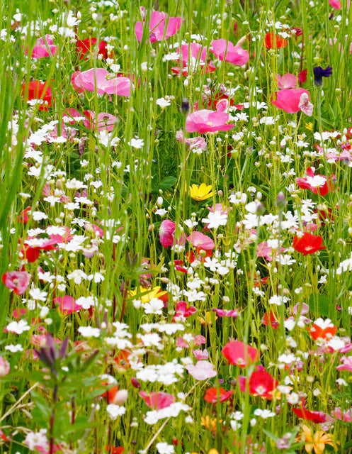 Wildflowers Pacific Northwest Blend