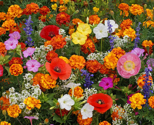 Deer Resistant Wildflower Blend Seeds