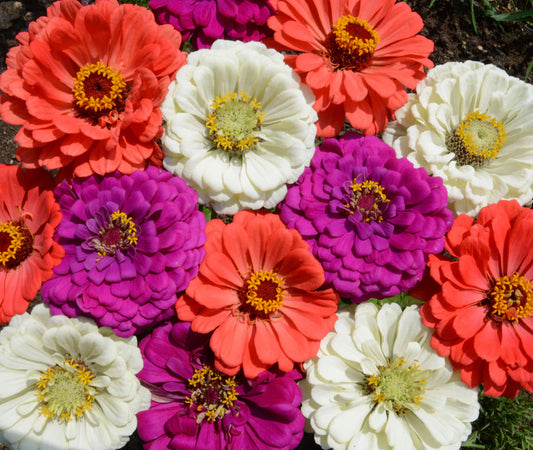 Under the Sea Mix - Flowers