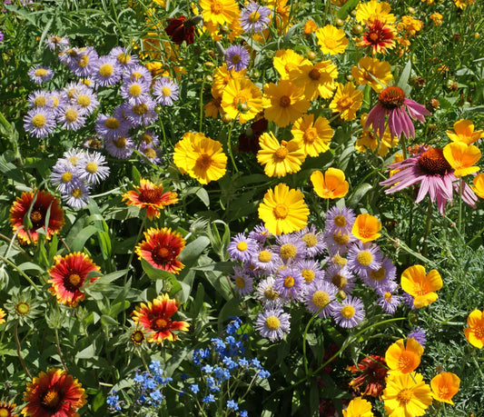 Bee Garden Blend