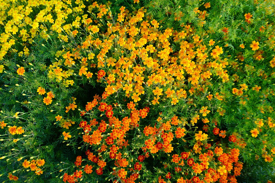 Starfire Mix - Flowers