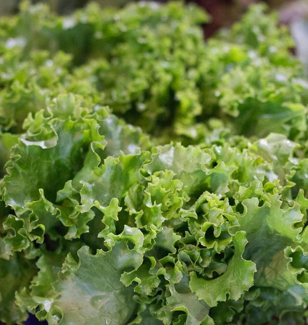 Grand Rapids TBR Loose Leaf Lettuce