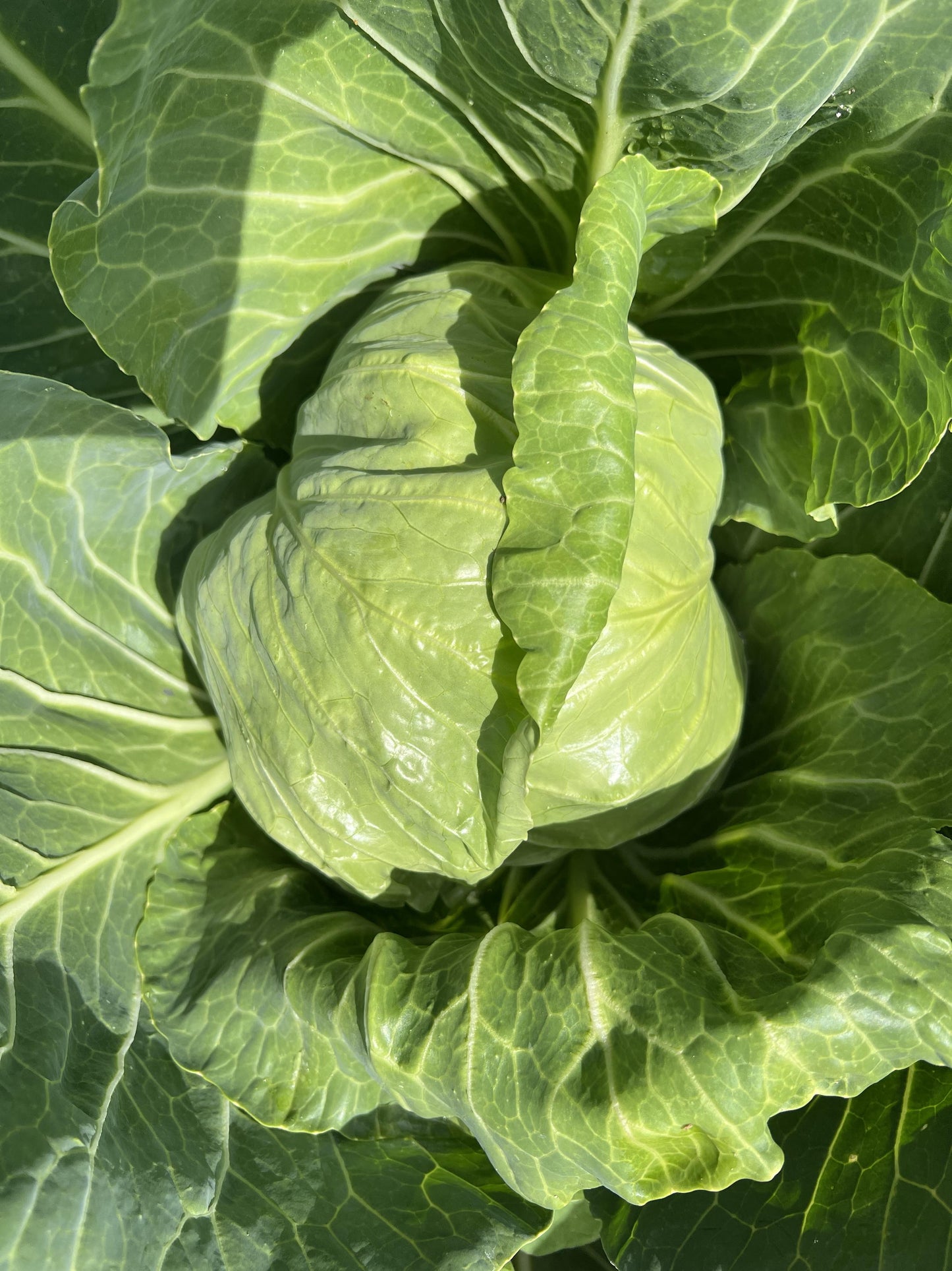 Green Cabbage - Certified Organic