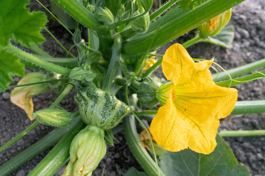 Green Lightning F1 - Green Patty Pan