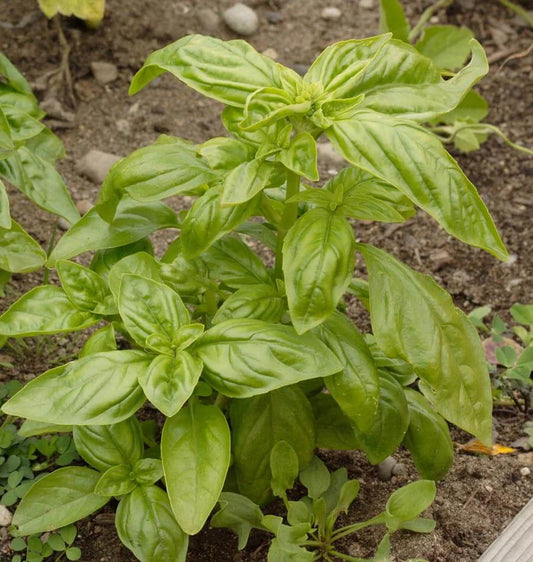Genovese Organic - Basil