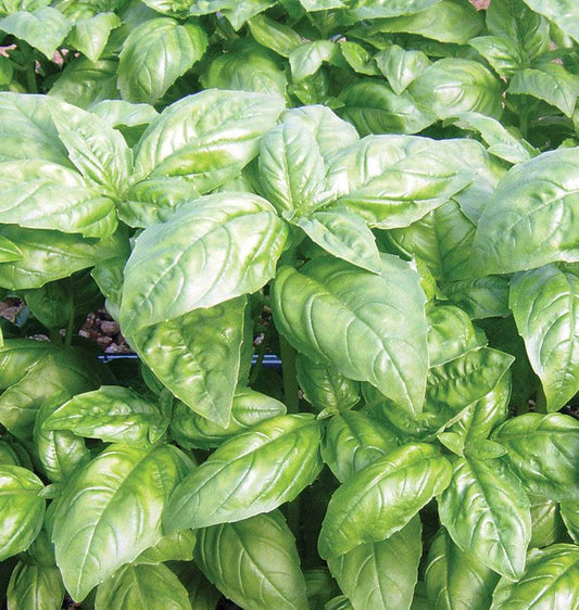 Dolly Certified Organic - Basil