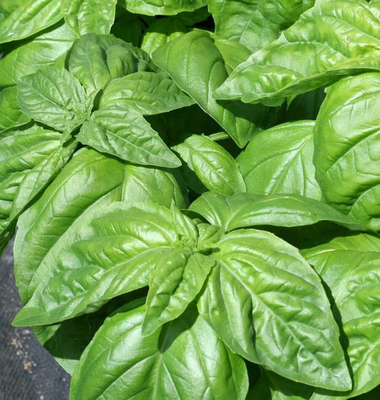 Lettuce Leaf Basil