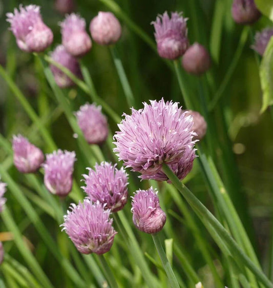 Chives