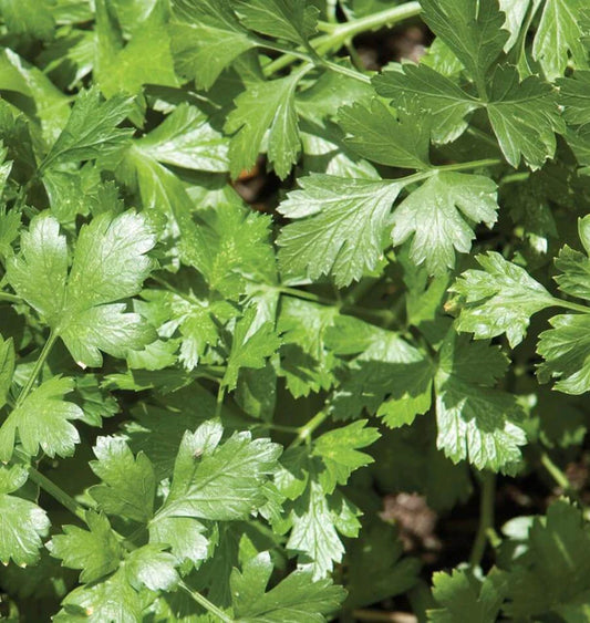 Santo Long Standing - Cilantro
