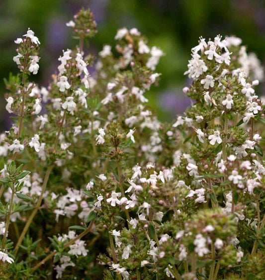 Winter Thyme