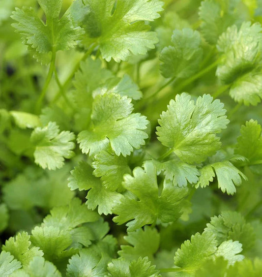 Calypso - Cilantro
