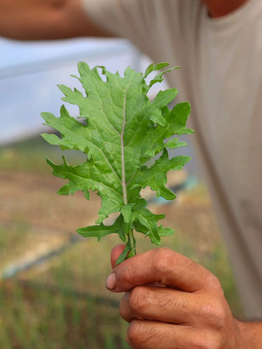 Red Russian Kale
