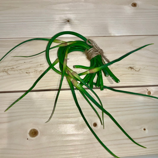 Garlic Scapes