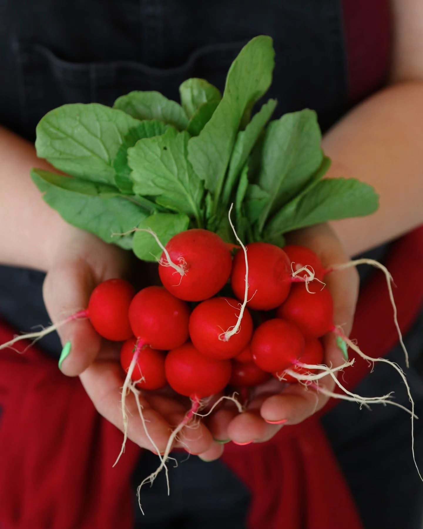 Radish Bunch