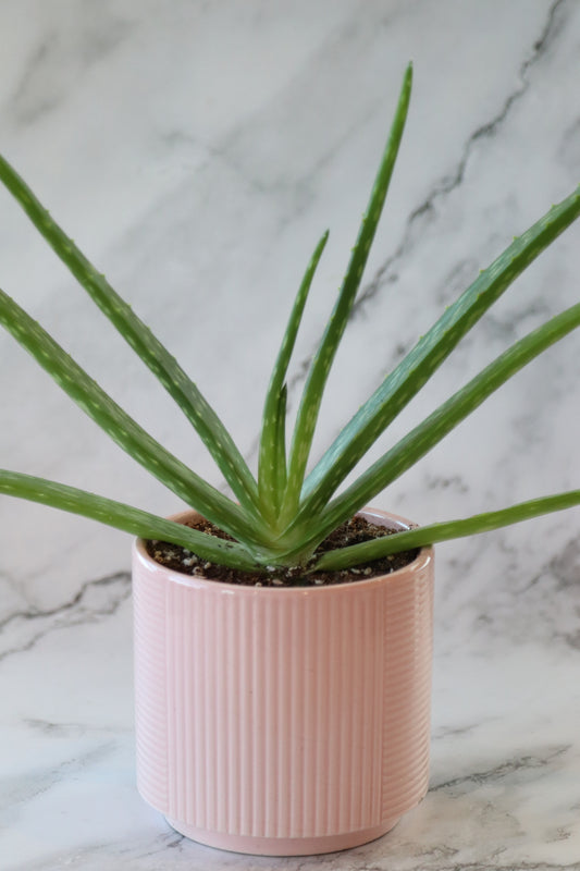 Aloe Vera Plant