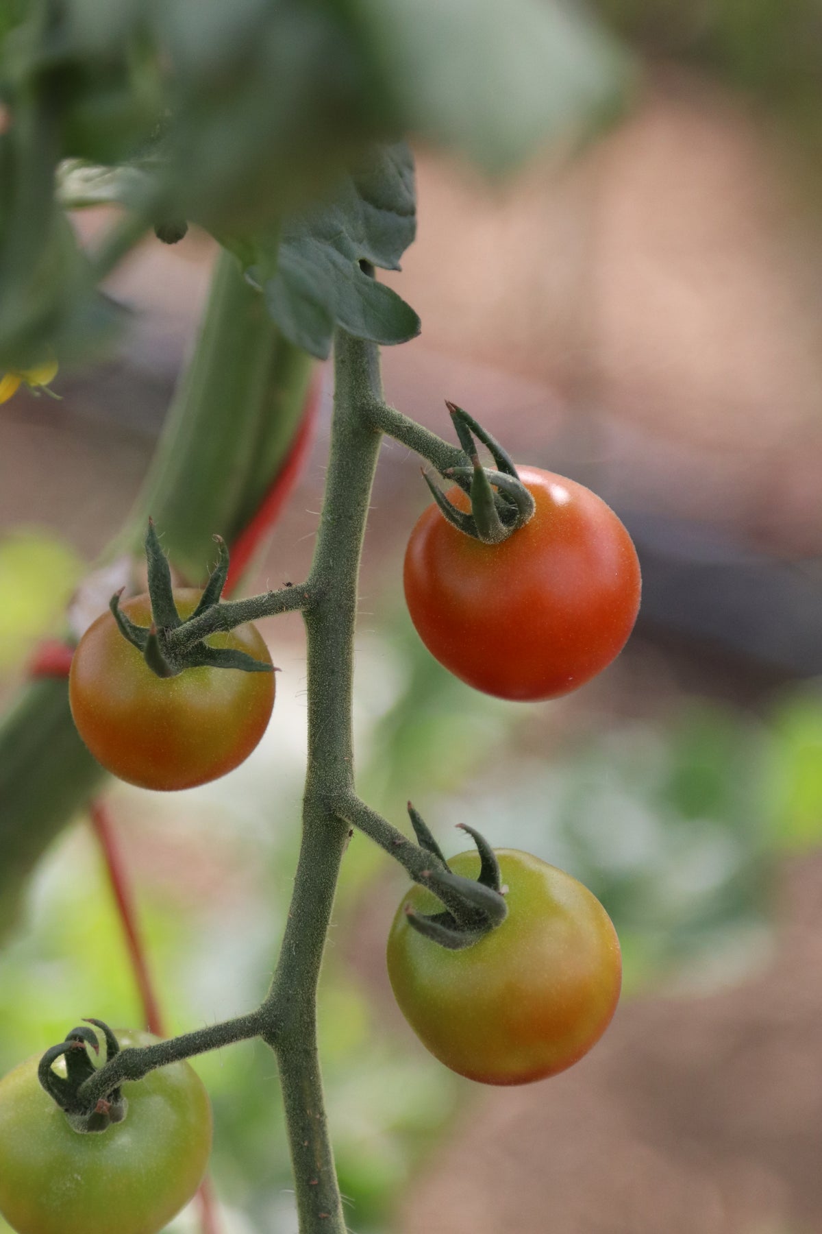Cherry Tomatoes