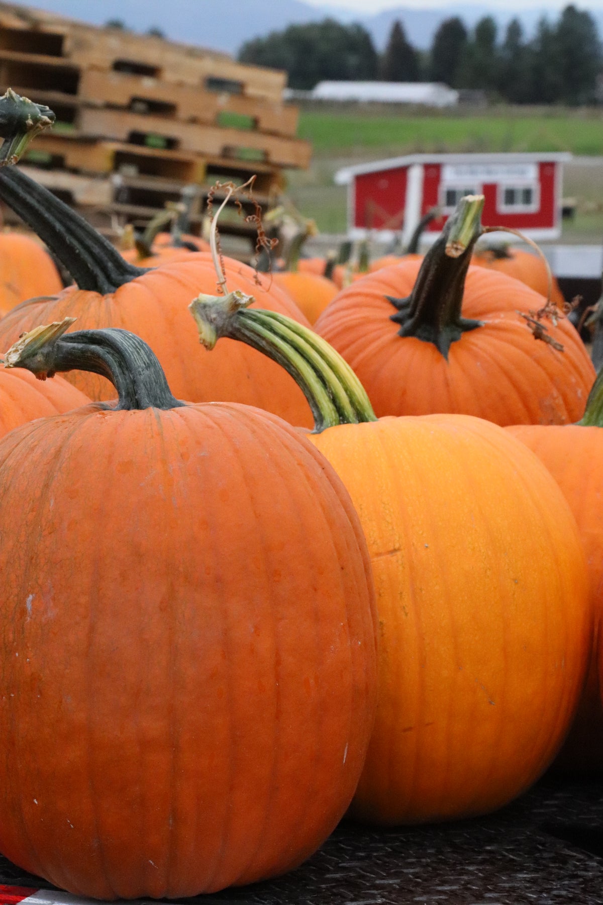 Carving Pumpkins