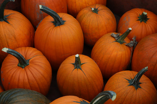 Pumpkins - 2025
