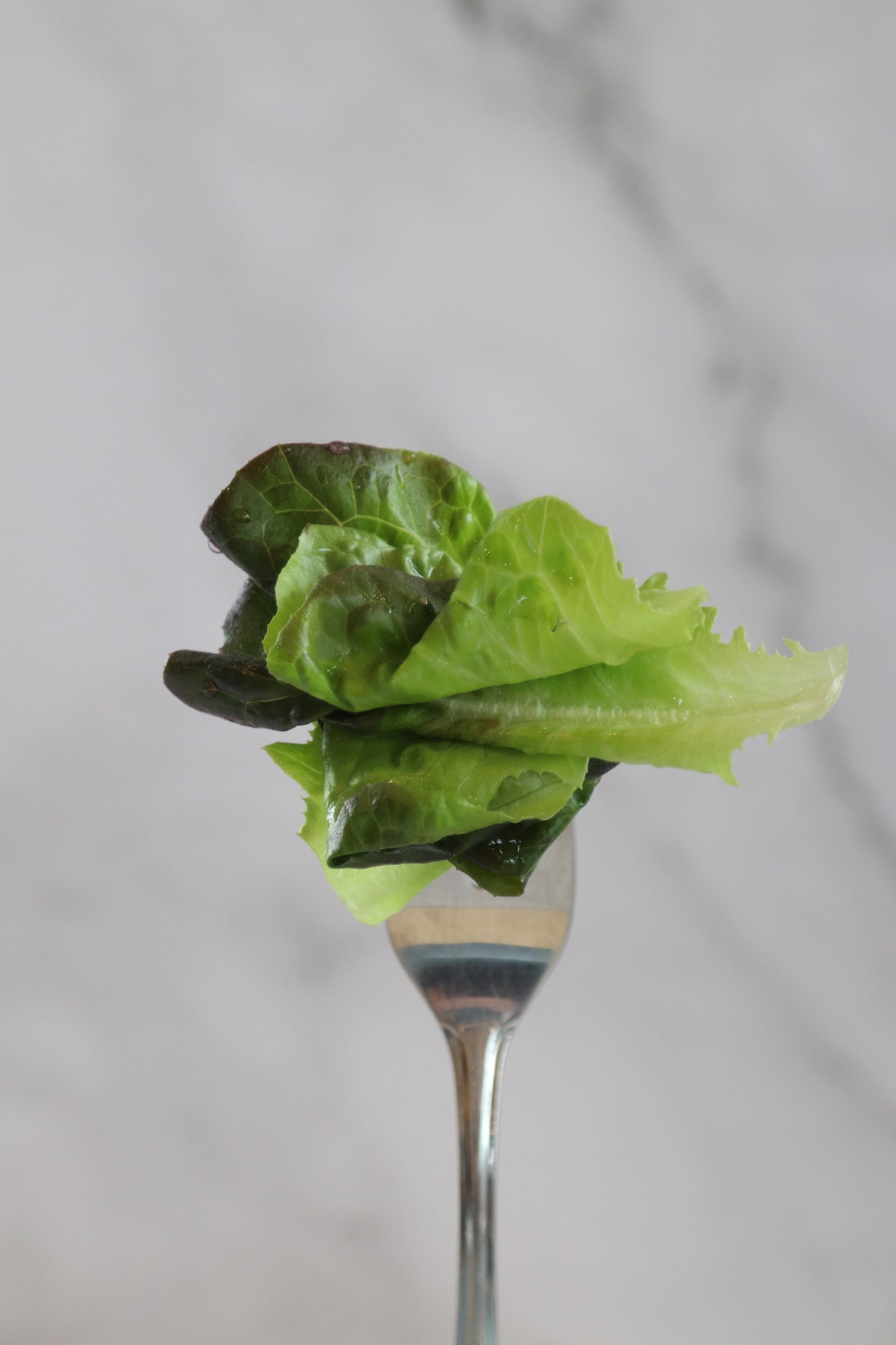 Ready to Eat Lettuce - Container