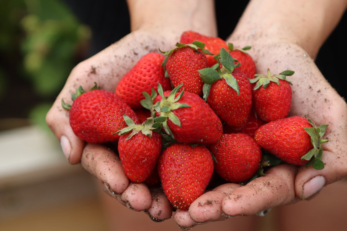 Spray-Free Strawberries
