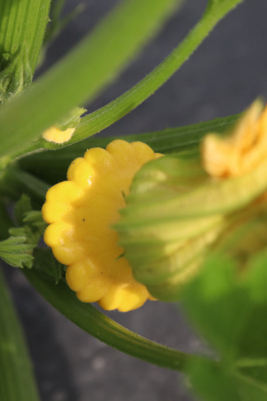 Patty Pan - Squash