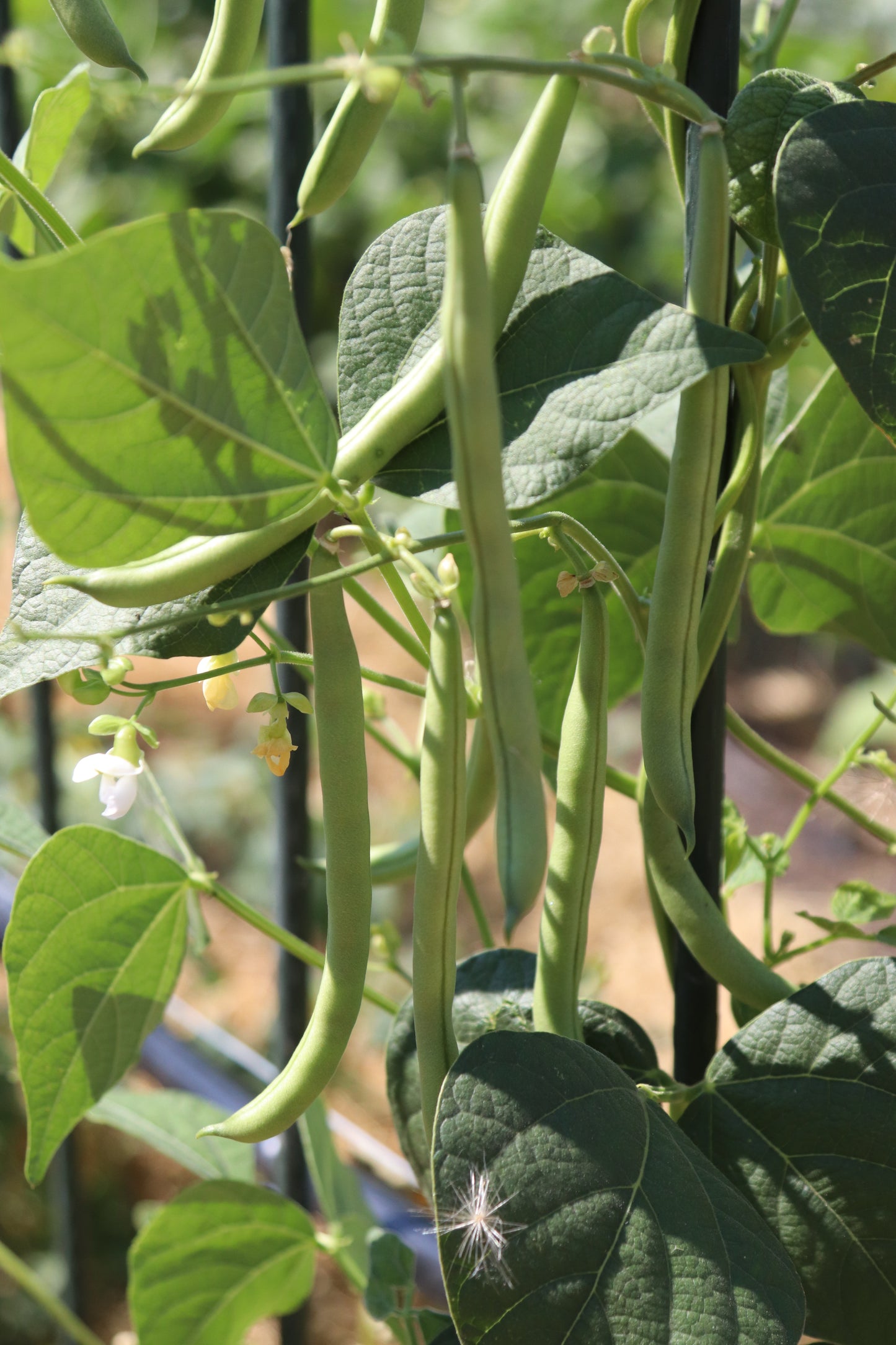 Green Beans