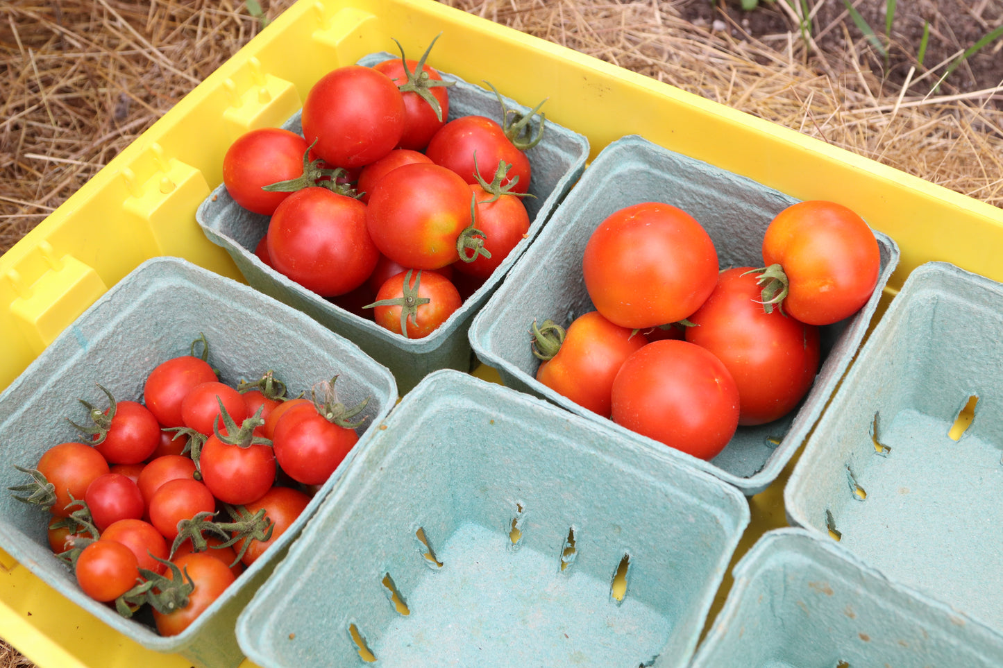 Heirloom Tomatoes | Homestead Foods Kelowna