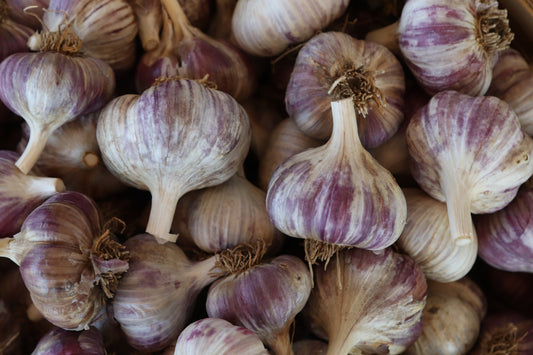 Homestead Garlic