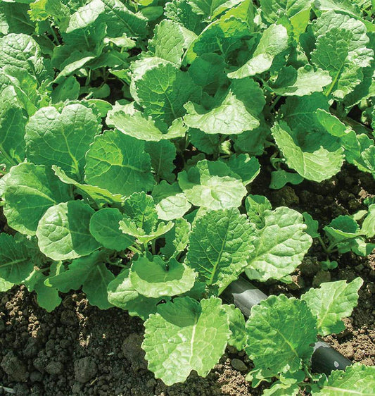 Ethiopian (Amara) - Kale