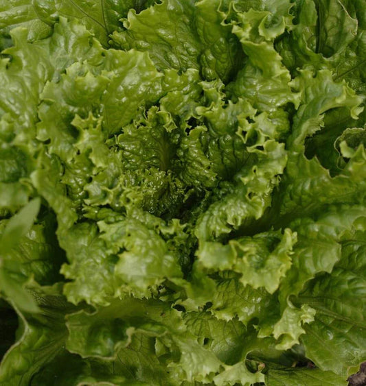 Tropicana Pelleted Certified Organic - Lettuce