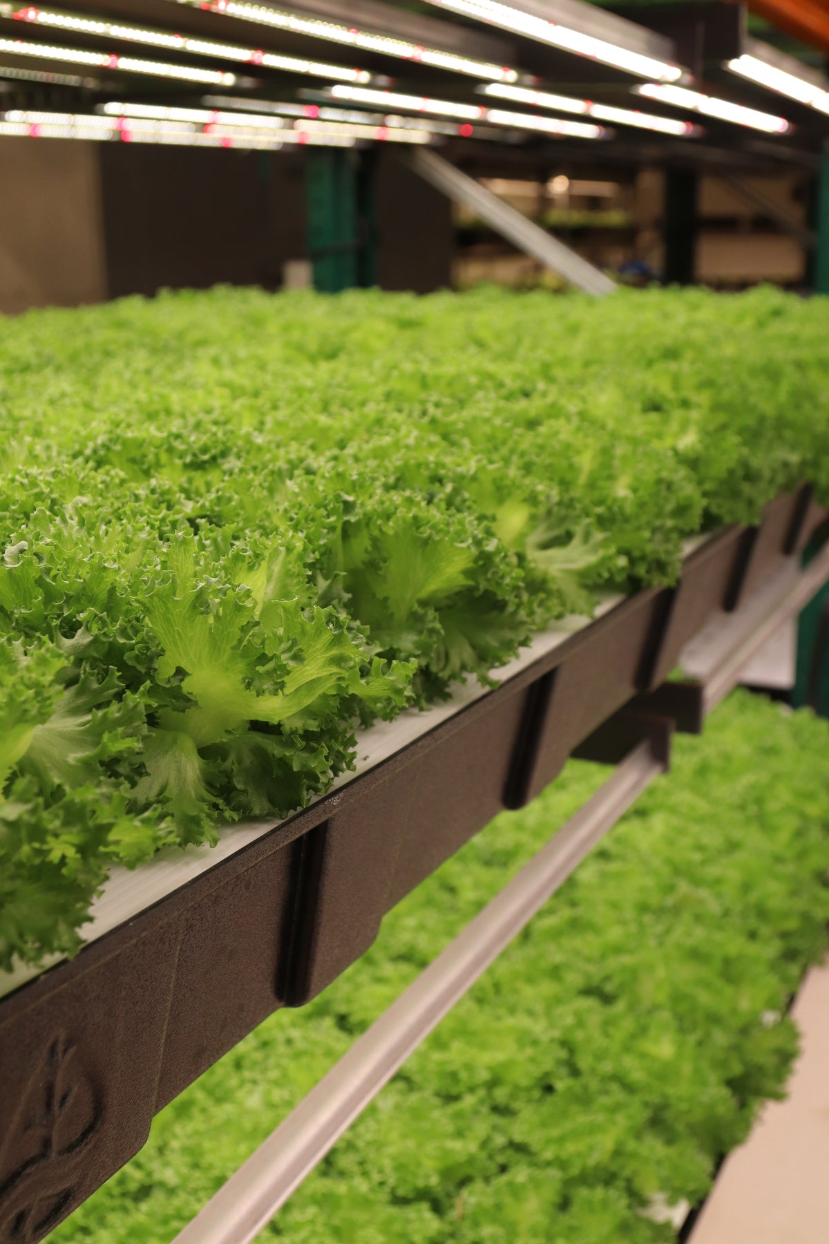 Living Lettuce - Hydroponic (With Roots) in clamshell