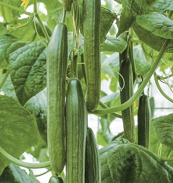 Cucumber - Long English Certified Organic