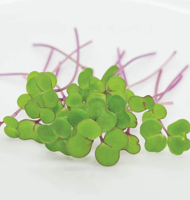 Microgreen Kale