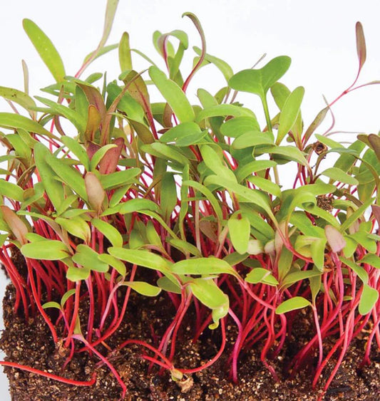 Microgreen Swiss Chard