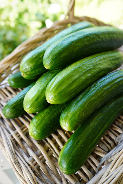 Manny F1 - Mini Cucumber