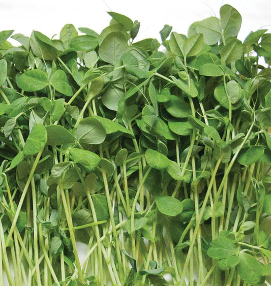 Microgreen Pea Shoots