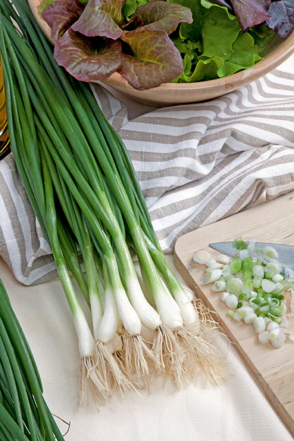White Lisbon Seed Tape (2.5m) - 2/pk - Scallion