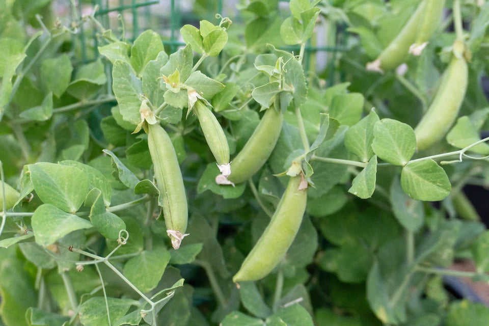 Snap Peas - Little Snappea Crunch
