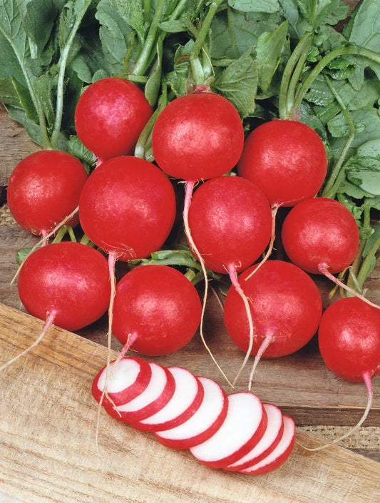 Cherry Belle Seed Tape - Radish