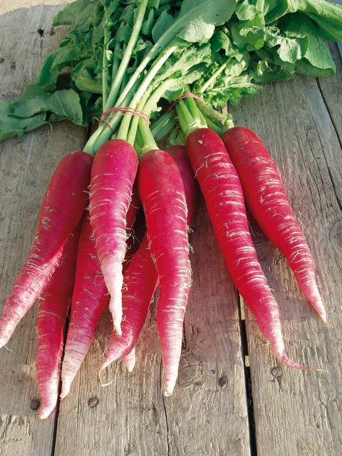 Ostergruss Rosa 2 Organic - Radish