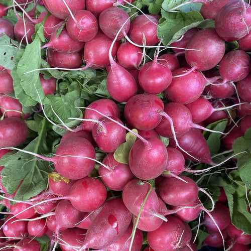 Red Raddish – Homestead Foods