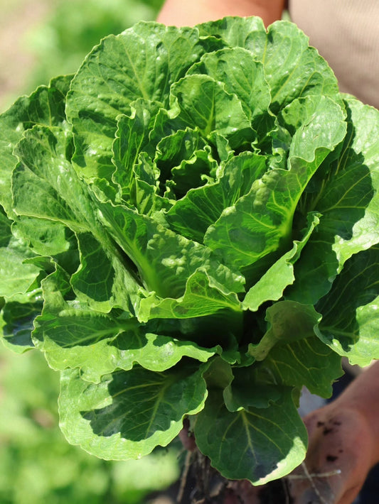 Romaine Lettuce