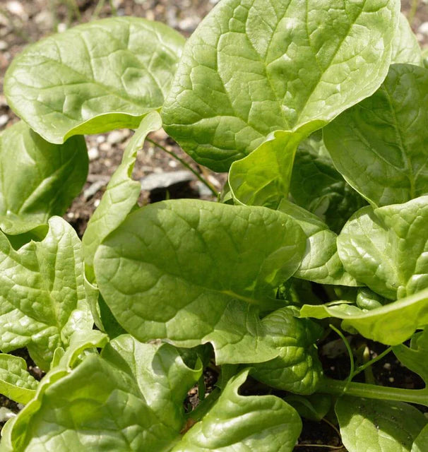 Space F1 - Spinach