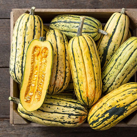 Bush Delicata Organic - Squash