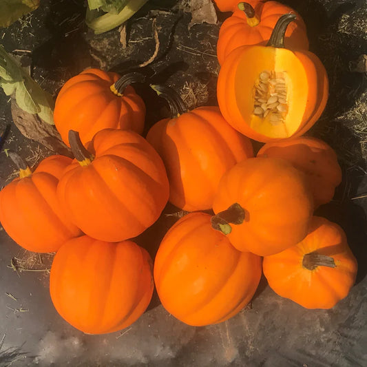 Goldilocks F1 - Acorn Squash
